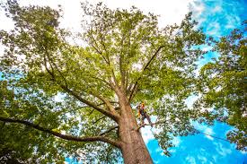 How Our Tree Care Process Works  in  Gateway, FL